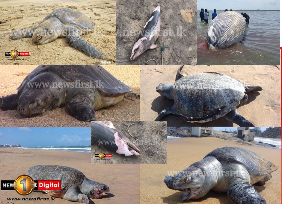 Dead sea turtles Dolphins Whale washed up on Sri Lankan shores