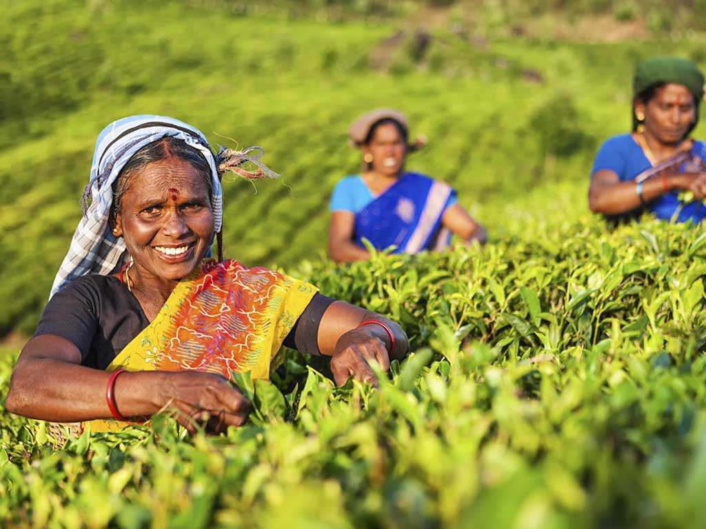 Tea exports turn positive in May breaking months-long negative trend