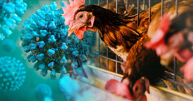Bird flu: Sri Lanka bars import of animals and animal products from affected countries