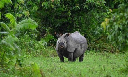 Floods kill six rhinos in India national park
